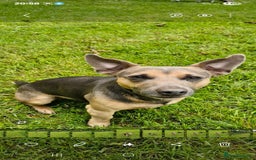Jack Russell dogs for stud:  jack Russell stud  in Blackpool - Image 3