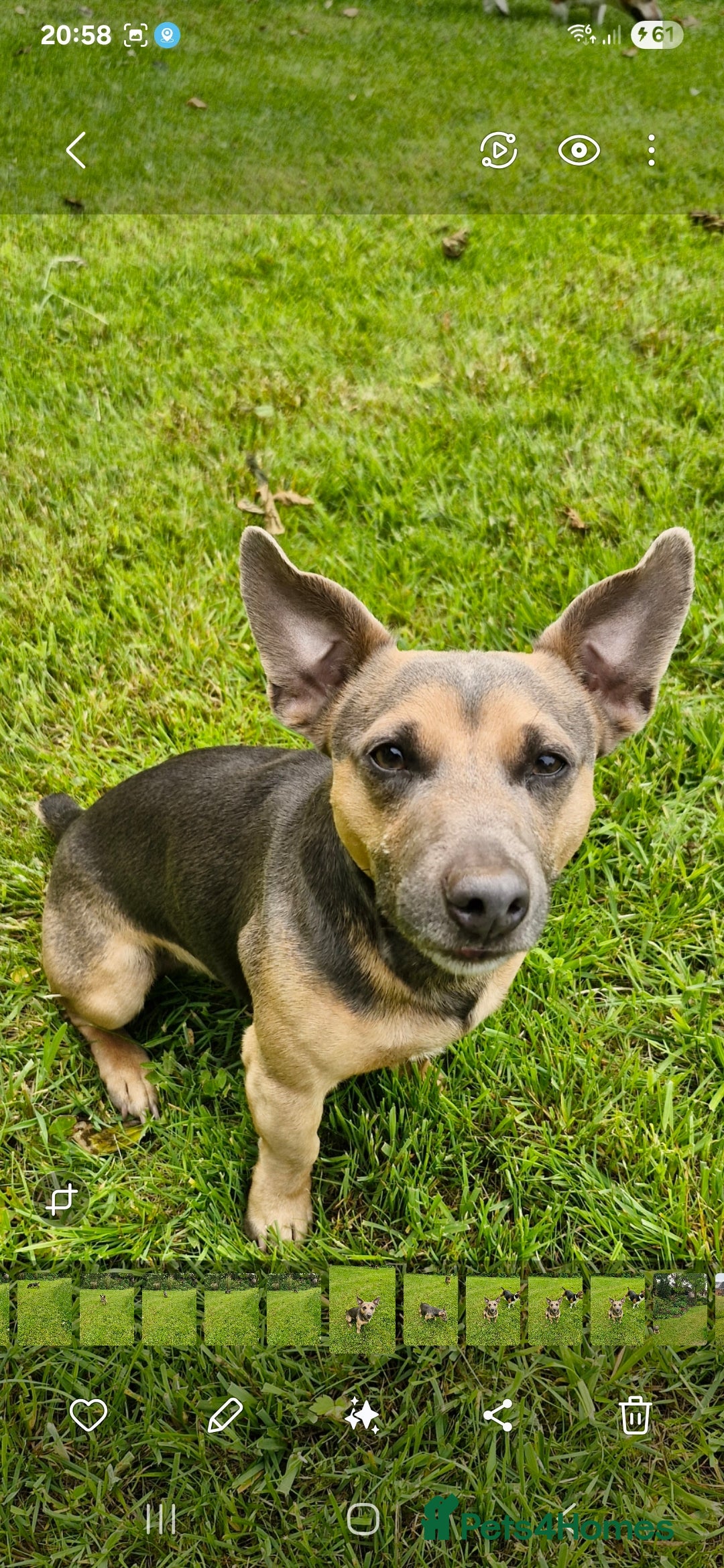 Jack Russell dogs for stud:  jack Russell stud  in Blackpool - Image 3
