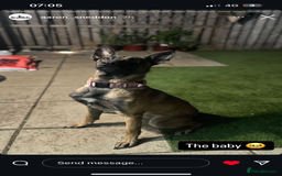 Belgian Shepherd Dog dogs for sale:  Belgian Malonis  - Image 1
