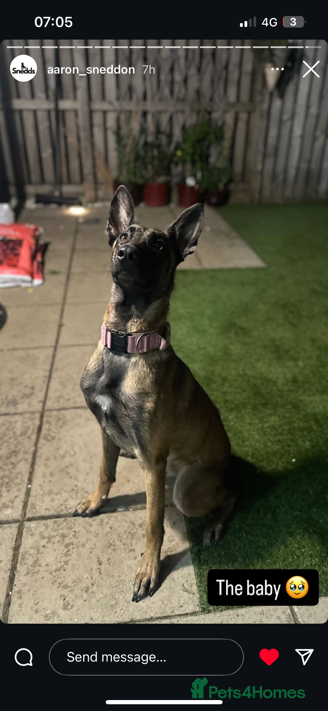 Belgian Shepherd Dog dogs for sale:  Belgian Malonis  - Image 1