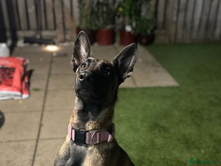 Belgian Shepherd Dog dogs Belgian Malonis - Advert 3