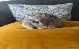 Mini Lop rabbits for sale: Mini lop Agouti girl - Image 7