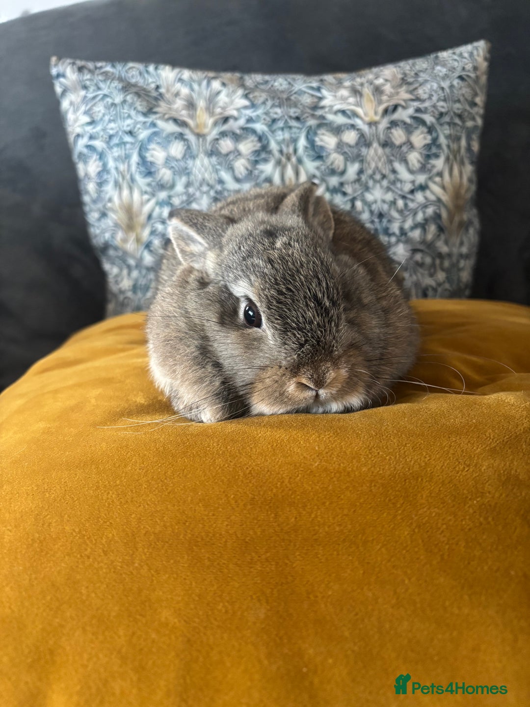 Mini Lop rabbits for sale: Mini lop Agouti girl - Image 7