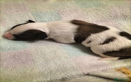 Mixed Breed dogs for sale: Cute litter of puppies  - Image 7
