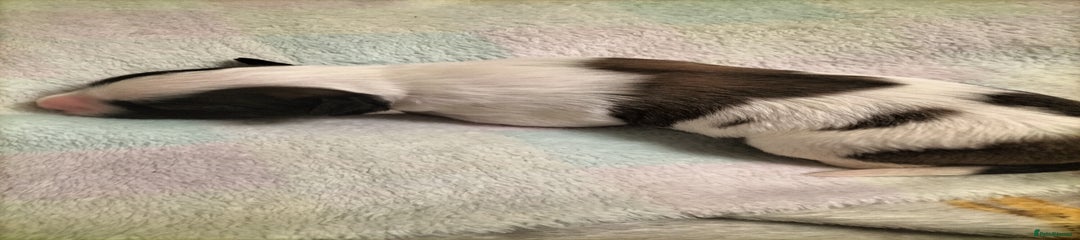 Mixed Breed Puppy 2