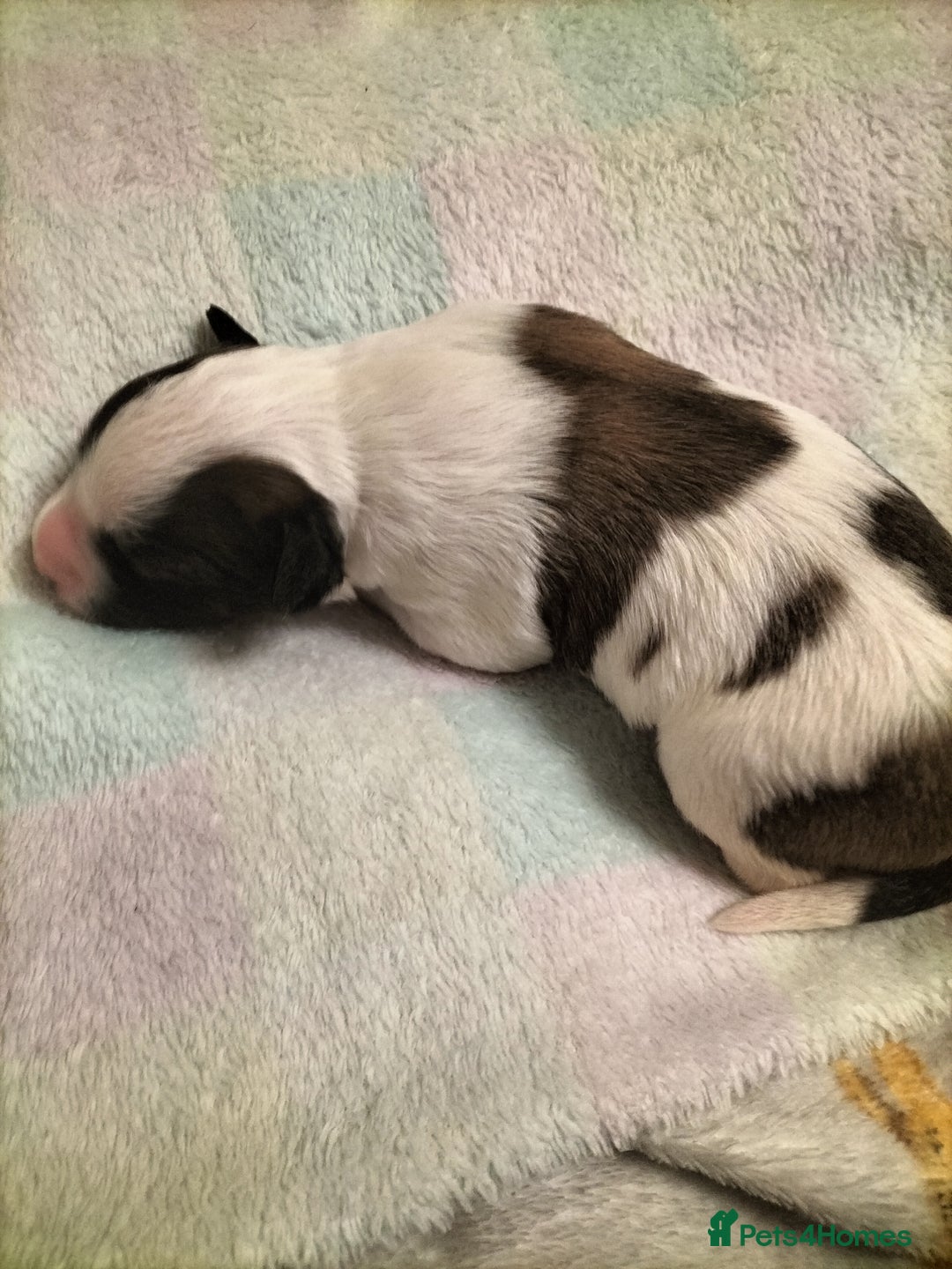 Mixed Breed dogs for sale: Cute litter of puppies  - Image 7