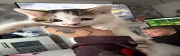 Mixed Breed cats for sale: Beautiful Long-Haired Crossbreed Kittens  - Advert 5