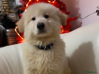 German Shepherd dogs German shepard pups white boy blue girl - Advert 2