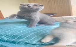 Scottish Fold cats for sale: Gorgeous Scottish fold Kitten  - Image 5