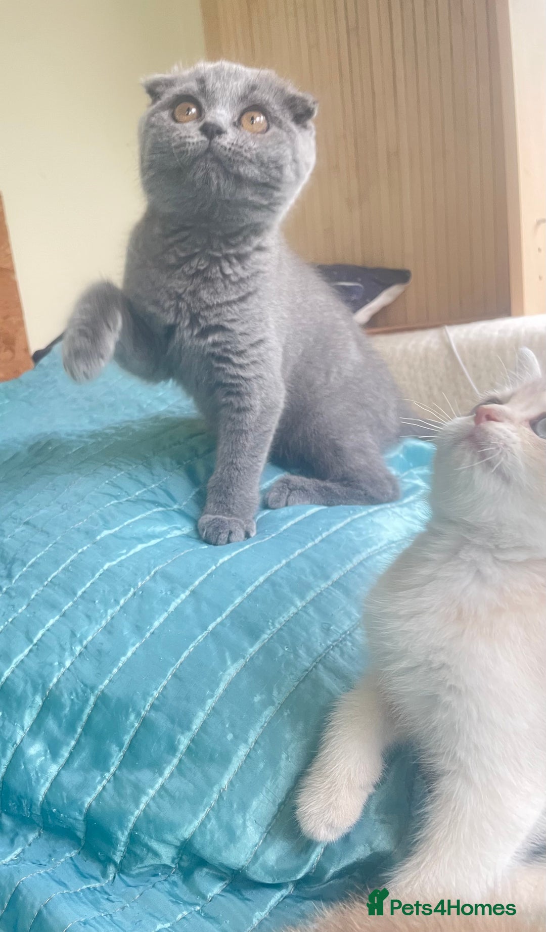 Scottish Fold cats for sale: Gorgeous Scottish fold Kitten  - Image 5
