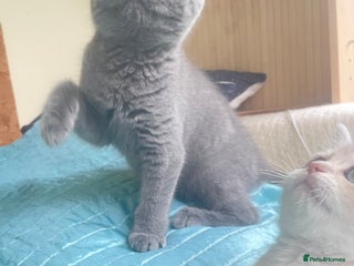 Scottish Fold cats - Advert 14