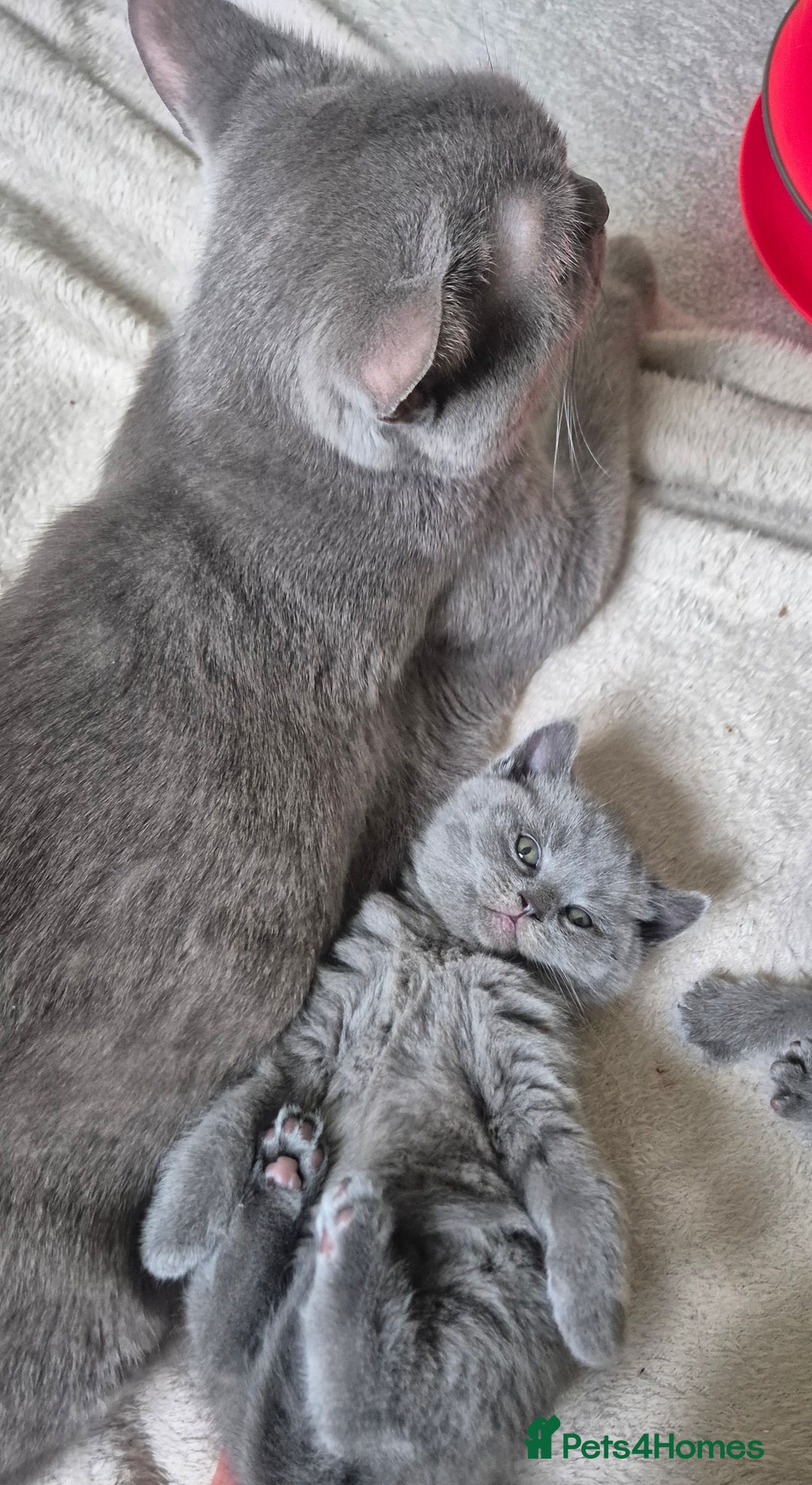 Scottish Fold cats for sale: Scottish fold/straight, lilac and grey colour  - Advert 3