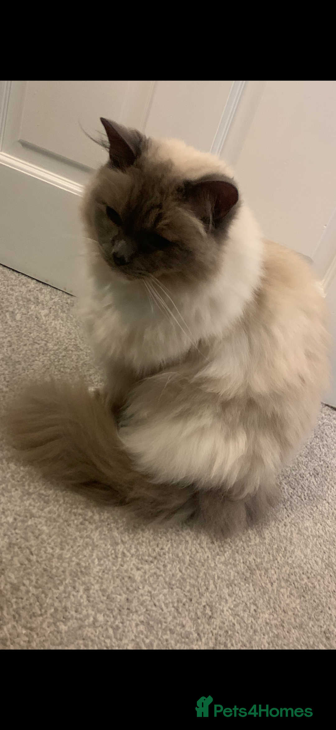 Ragdoll cats for sale: male ragdoll - Advert 2