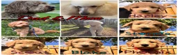 Australian Labradoodle dogs for sale: Super Top Quality Medium Australian Labradoodles - Advert 4