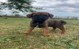 Border Terrier dogs for sale: Fabulous Chucky Boys - Image 3