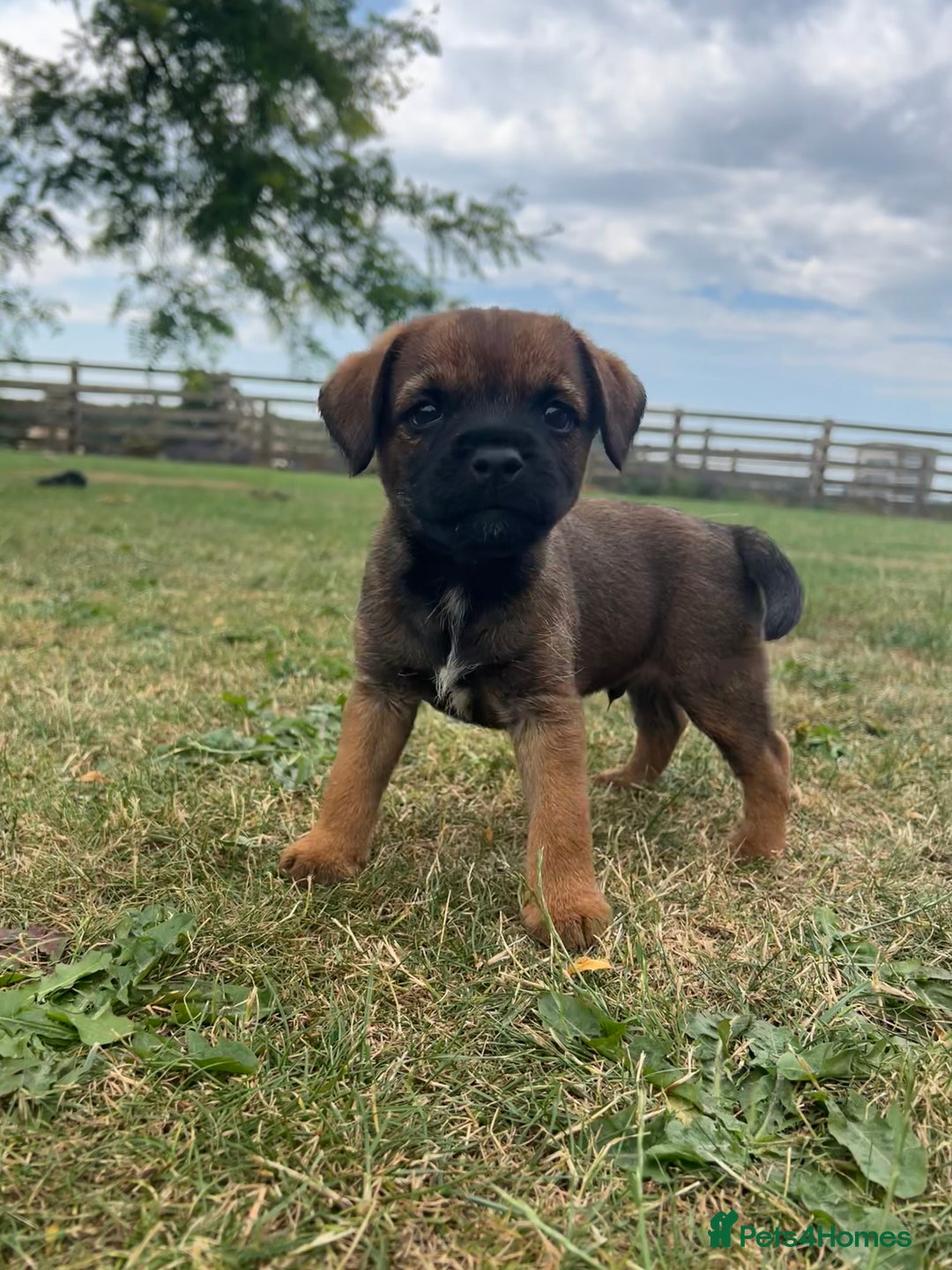 Border Terrier dogs for sale: Fabulous Chucky Boys - Image 3