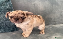 Pug dogs for sale: Pug Puppies  - Image 18