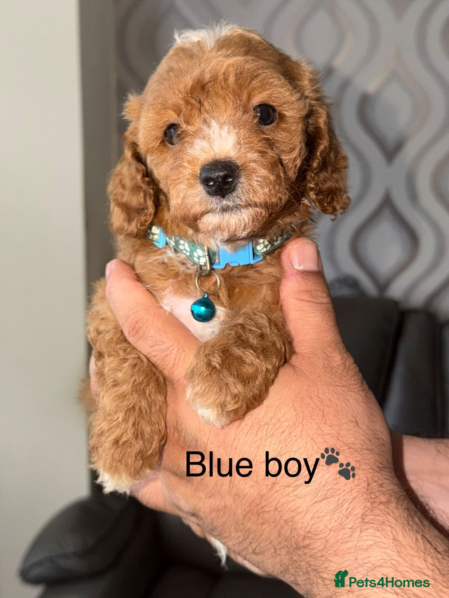 Cavapoo dogs Stunning F1b Cavapoo Puppies,DNA health tested Mum - Advert 14