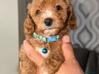 Cavapoo dogs Stunning F1b Cavapoo Puppies,DNA health tested Mum - Advert 14