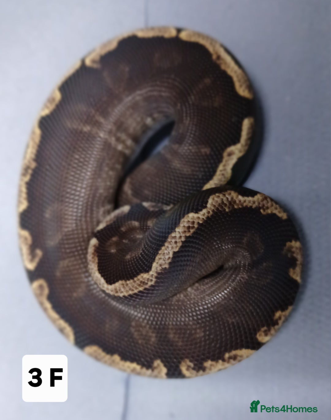 Python Snake reptiles for sale: Hatchling Royal Python's Females  - Advert 3