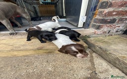 Sprocker dogs for sale: Sprocker puppies  - Image 16