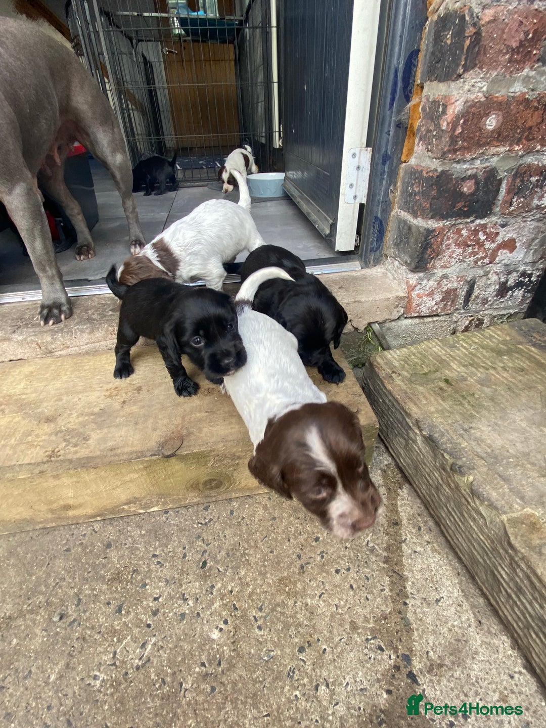 Sprocker dogs for sale: Sprocker puppies  - Image 16