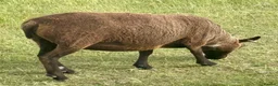 Sheep livestock for sale: Registered Shetland Sheep Ewes in Sheerness - Advert 4