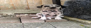 Dalmatian 4