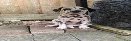 Dalmatian dogs for sale: 1 boy , 2 girls left  - Advert 29