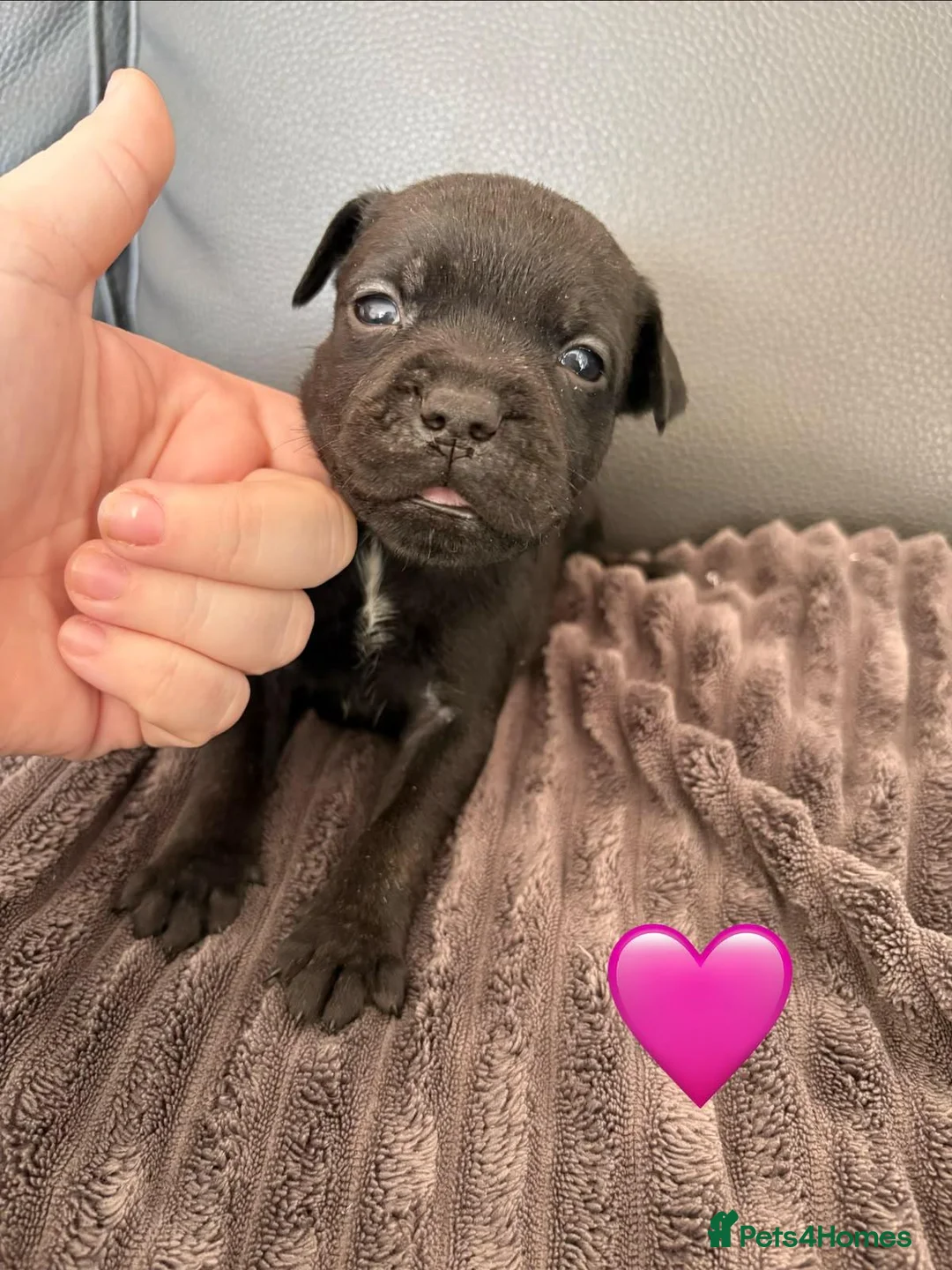 Staffordshire Bull Terrier dogs for sale: Staffordshire Bull Terrier Puppys in Merthyr Tydfil - Advert 2