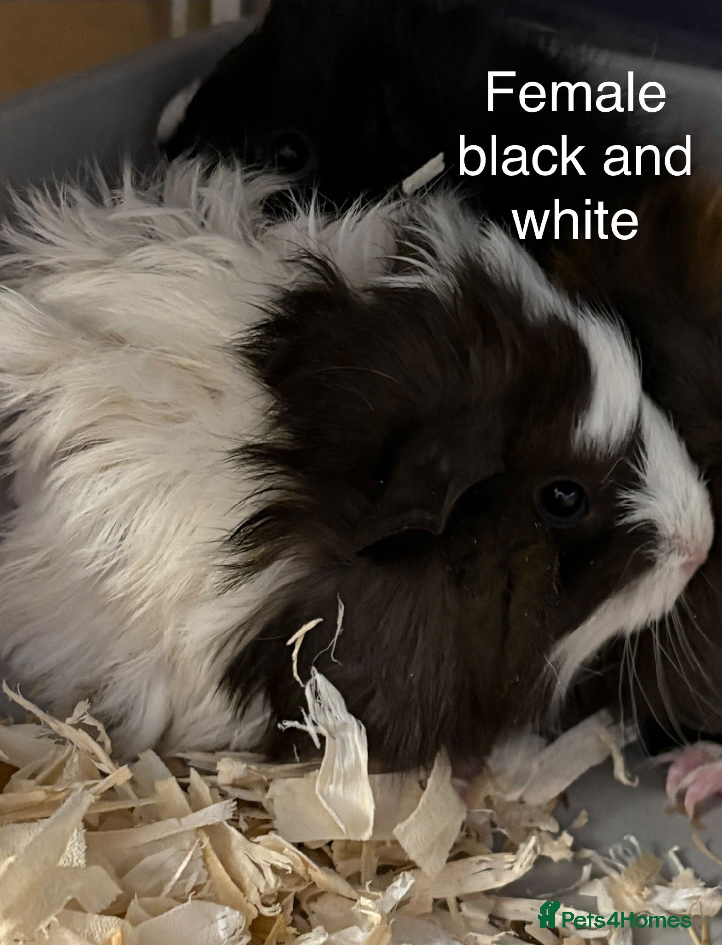 Guinea Pig rodents for sale: Baby guinea pigs, male and female available  - Advert 1