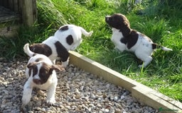 English Springer Spaniel dogs for sale: Gorgeous English Springer Spaniel Puppies - Image 11