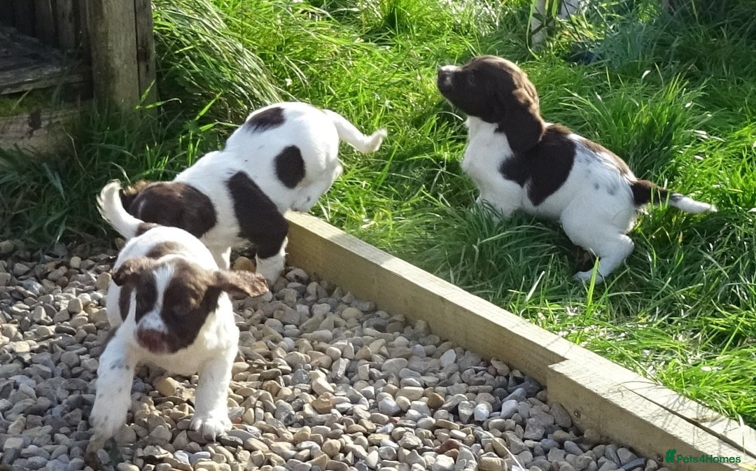 English Springer Spaniel dogs for sale: Gorgeous English Springer Spaniel Puppies - Image 11