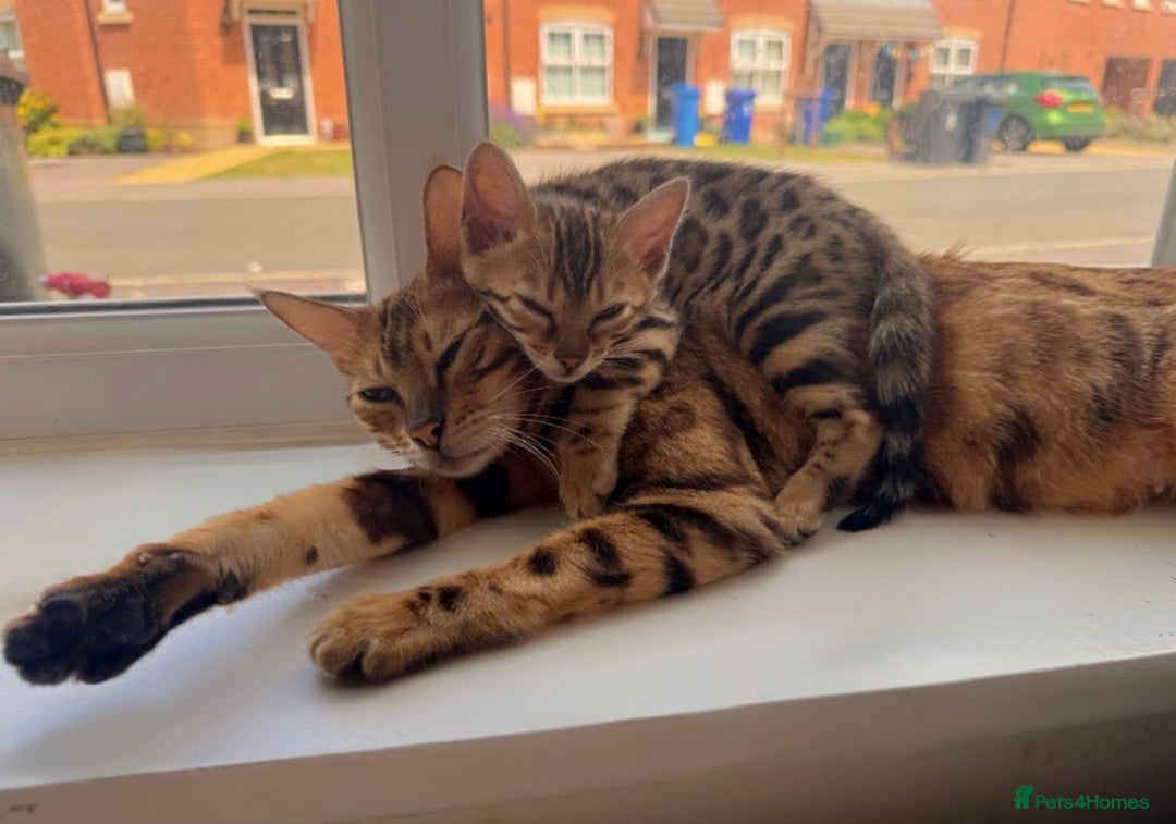 Bengal cats for sale: Beautiful bengal kitten - Image 5
