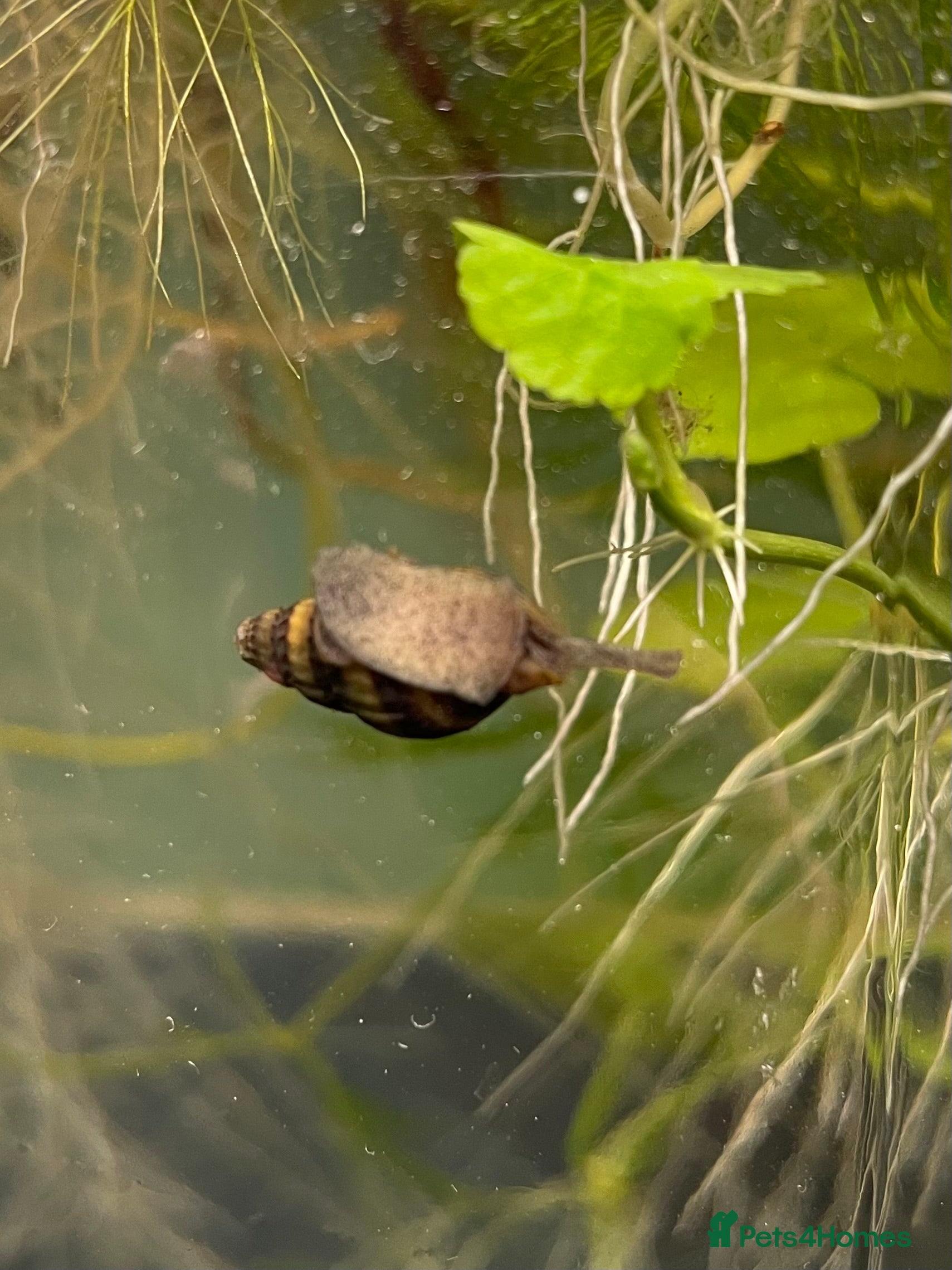 Snails invertebrates Assassin Snails - Advert 7