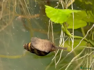 Snails invertebrates Assassin Snails - Advert 6