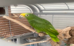 Parrots birds for sale: AMAZON YELLOW CROWNED PANAMA PROVEN PAIR - Image 16
