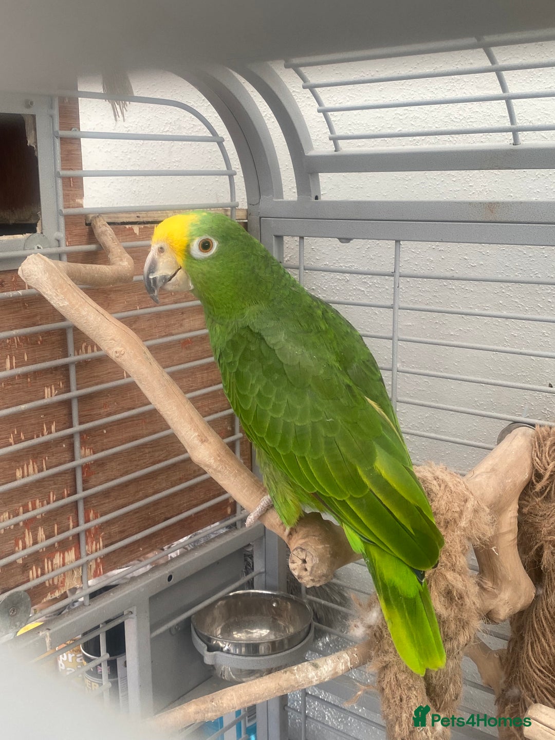 Parrots birds for sale: AMAZON YELLOW CROWNED PANAMA PROVEN PAIR - Image 16
