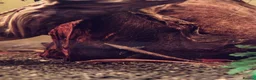 Catfish fish for sale: 3x home-bred juvenile Farlowella Twig Catfish in Camberley - Advert 3