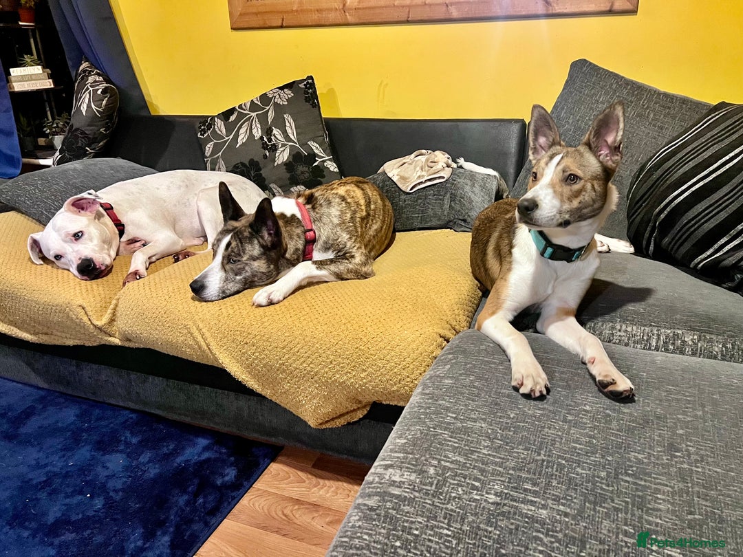 Mixed Breed dogs for sale: Beautiful Mixed breed female  - Advert 11