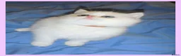British Shorthair cats for sale: GCCF Regd Tipped British Short Hair Females - Advert 5
