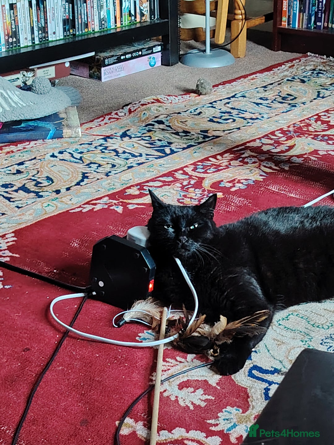 Domestic Shorthair cats for sale: Simba wanting new home.  - Advert 1