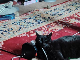 Domestic Shorthair cats Simba wanting new home. - Advert 1