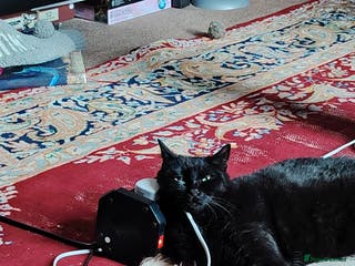 Domestic Shorthair cats Simba + Nala wanting new home. - Advert 20