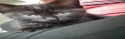 Mixed Breed cats for sale: Mixed Ragdoll Kittens in Salford - Advert 2