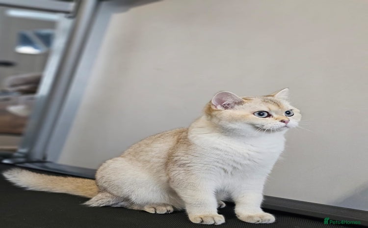 British Shorthair cats - Advert 2
