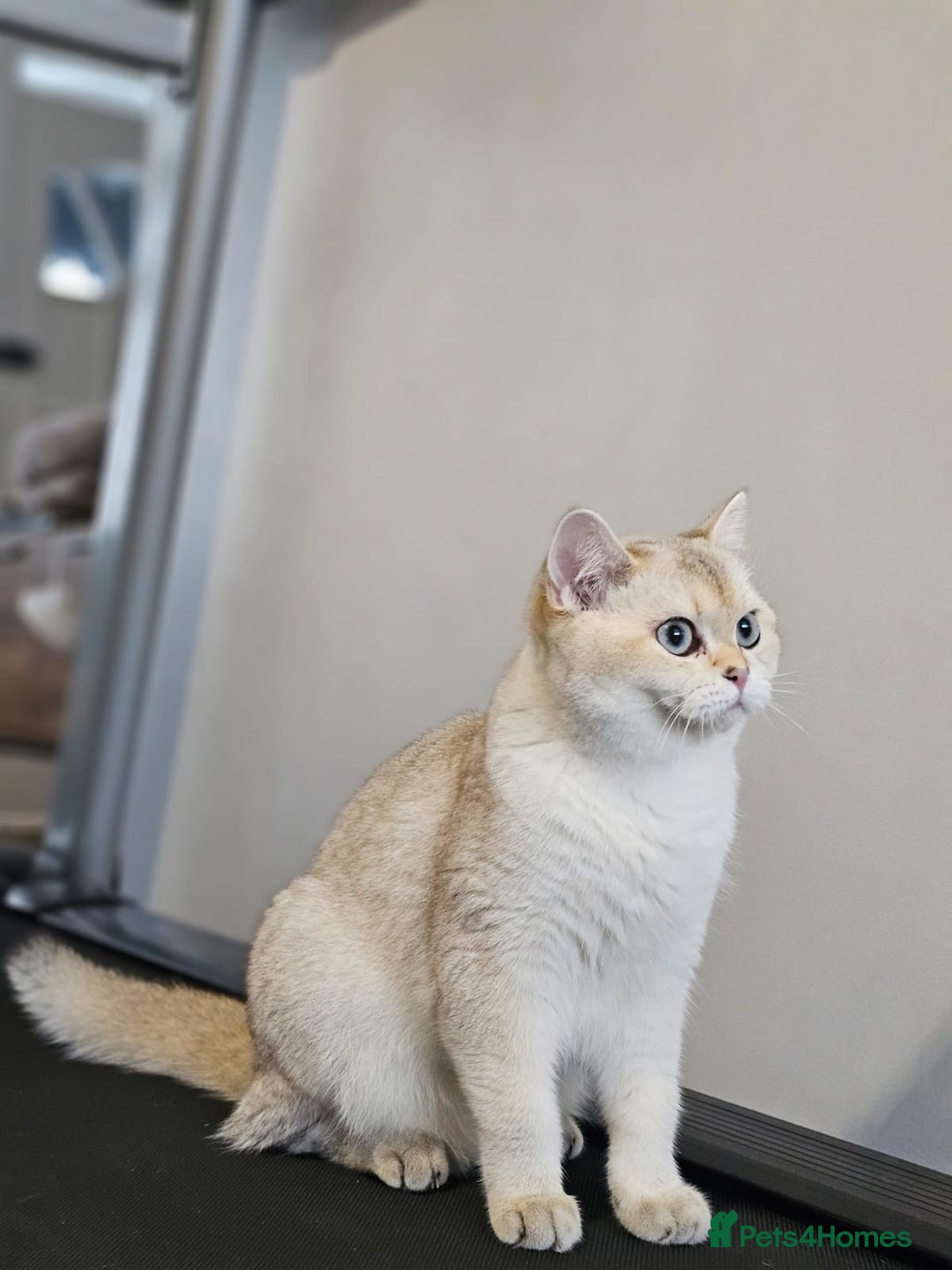 British Shorthair cats for sale: British Shorthair–Calm,Friendly and Family Loving  - Image 1