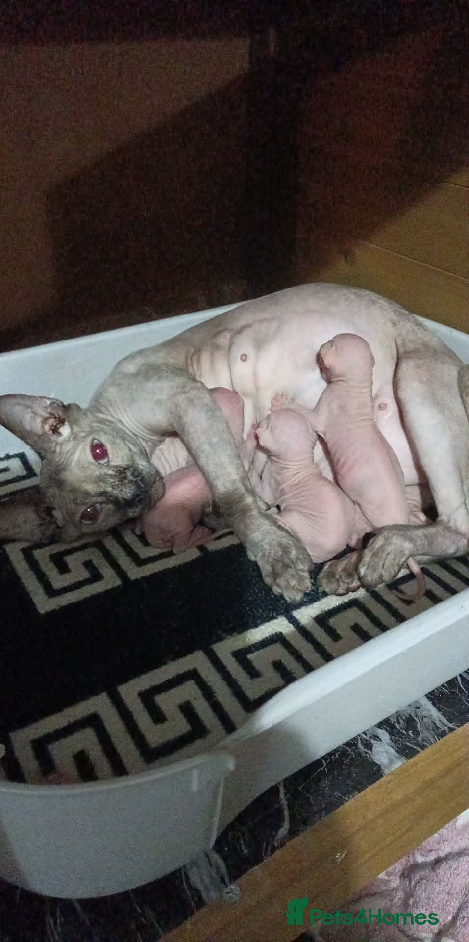 Sphynx cats GCCF ACTIVE GORGEOUS SPHYNX PEDIGREE KITTENS  - Advert 2