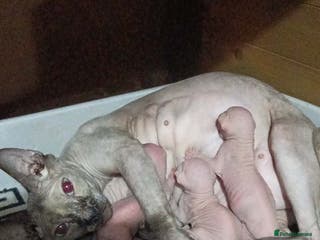 Sphynx cats GCCF ACTIVE GORGEOUS SPHYNX PEDIGREE KITTENS - Advert 14