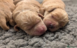 Cockapoo dogs for sale: Champion-Line Cockapoos From Health Tested Parents - Image 13